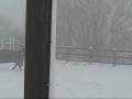 tristan n ginger in da snow.xoxo