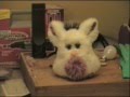 FURBYNSTEIN