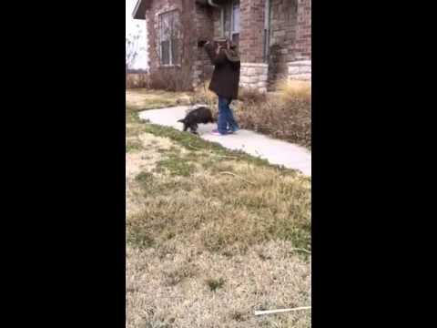 Finn playing in yard