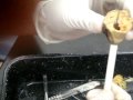 videos de class 733 : disecting a frog  part 3