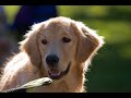 Golden Retrievers Golden Retrievers