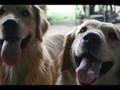 Golden Retrievers