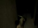 cachorro danka ou cadela