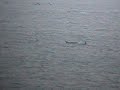 Bottle-nosed Dolphins off Seaton (2) Bottle-nosed Dolphins off Seaton (2)