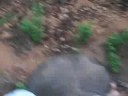 Elephant trekking with Dave (the elephant)