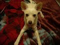 Sheba the Crazy Cute Barking Chihuahua