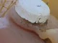 Fryer to the Fast Lane KTUU