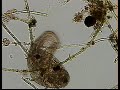 UROSTYLA CILIATE