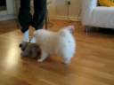 Lobo fighting mr puggy
