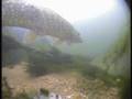 Underwater in the Thames