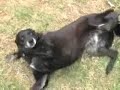 This is mums dog Jedda (Kelpie/Border Collie cross) who at the time of this video is around 12 years old.  We call her the smiling or laughing dog because everytime she hasn't seen someone for a while and you call her name she gives the biggest smile... people who don't know her would think she's gonna attack :P Anyway, this is her playing fetch at Mums in amongst the prickles in the grass (wow at green grass in Brisbane!)