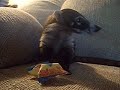 Dakota having her favorite snack Dakota having her favorite snack