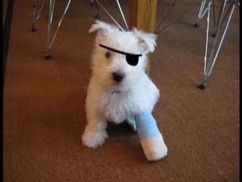 Adorable Puppy Injury!