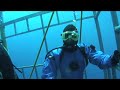 Cage Diving with Great White Sharks of Isla Guadalupe, Mexico