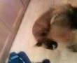 Bloodhound video
