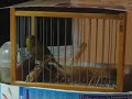 Canario Timbrado Español Canario Timbrado Español