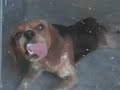 Bee tries to eat a glass door