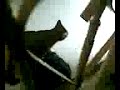 Funny Meowing Cat