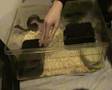 Royal python care vidio