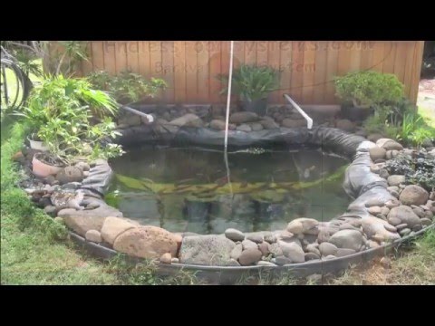 Growing Tomatoes In Aquaponics On Grow Aquaponically