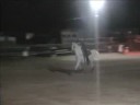 Crabbet Arabian - Gymkhana