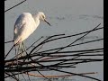 Little Blue Heron