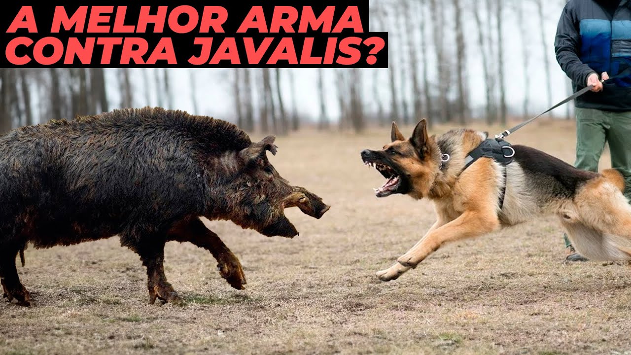 Quando Um Javali Enfrenta O Cachorro Isso Acontece