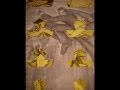 desenhos