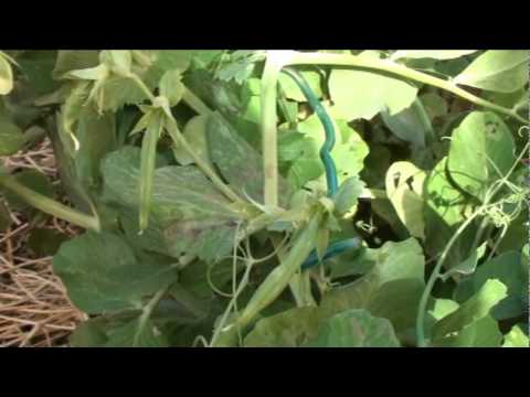 how to grow sugar snap peas in az