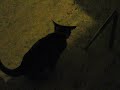 Linoleum = LSD for my kitten