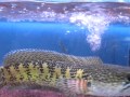 水換え中のバイオその１