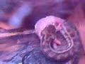 snakey eats a mouce and drags it into its cave like its a lil boy.
