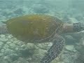 Turtle in Kahalu\ Turtle in Kahalu\