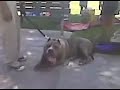 Biggest Pit Bull at 9 months