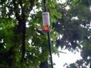 woodpecker eating out of a hummingbird feeder!!