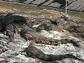Feeding The Baby Crocodiles At The Crocodile Park