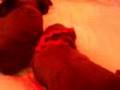 Frenchie's puppies 