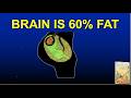 Omega 3 Fats and the Brain