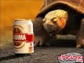 Schildkröte 2 Schildkröte 2
