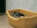 Munchkin Cat Munchkin Cat