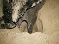 Survival 911: Playa Junquillal Sea Turtles Survival 911: Playa Junquillal Sea Turtles