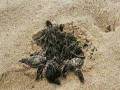 videos de Survival 911:  Playa Junquillal Sea Turtles