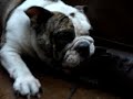 Sushi the Bulldog
