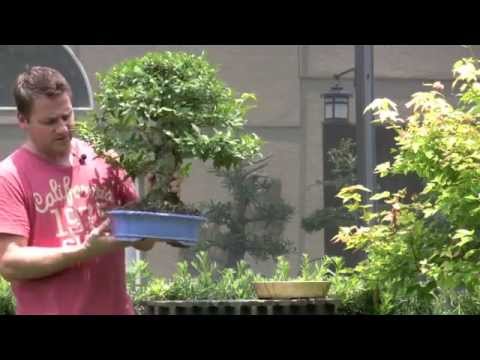 how to grow wrightia religiosa