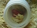African Pygmy Mouse Mother and babies