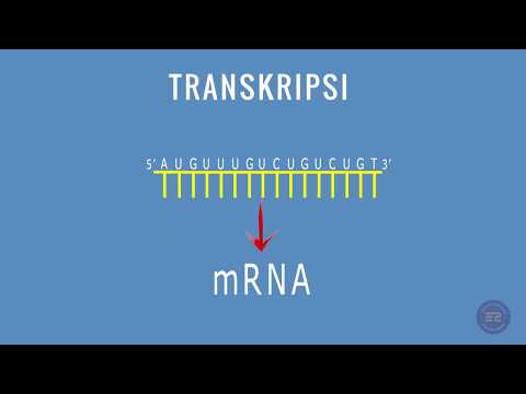 SINTESIS PROTEIN : TRANSKRIPSI