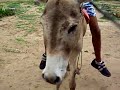 In AFRICA ON DONKEY HAHHA