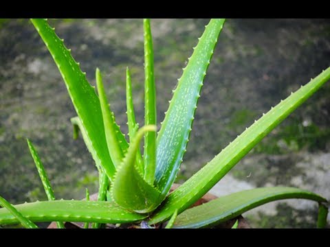 how to use aloe vera to treat eczema