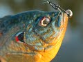 Cal checks out Mattlures new pre-released swimbait, the hard Bluegill.