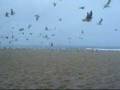 liberdade.Freedom.Libertad
